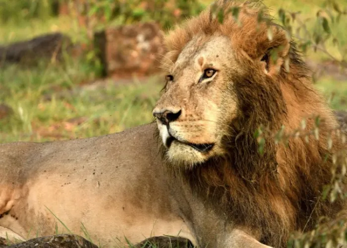 Maasai Mara NR